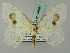  ( - BC ZSM Lep 44699)  @13 [ ] CreativeCommons - Attribution Non-Commercial Share-Alike (2011) Axel Hausmann/Bavarian State Collection of Zoology (ZSM) SNSB, Zoologische Staatssammlung Muenchen