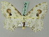  ( - BC ZSM Lep 44700)  @12 [ ] CreativeCommons - Attribution Non-Commercial Share-Alike (2011) Axel Hausmann/Bavarian State Collection of Zoology (ZSM) SNSB, Zoologische Staatssammlung Muenchen