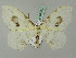  ( - BC ZSM Lep 44701)  @12 [ ] CreativeCommons - Attribution Non-Commercial Share-Alike (2011) Axel Hausmann/Bavarian State Collection of Zoology (ZSM) SNSB, Zoologische Staatssammlung Muenchen