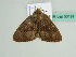  (Negeta phaeopepla - BC ZSM Lep 50191)  @14 [ ] CreativeCommons - Attribution Non-Commercial Share-Alike (2011) Axel Hausmann/Bavarian State Collection of Zoology (ZSM) SNSB, Zoologische Staatssammlung Muenchen