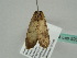  ( - BC ZSM Lep 52037)  @13 [ ] CreativeCommons - Attribution Non-Commercial Share-Alike (2011) Axel Hausmann/Bavarian State Collection of Zoology (ZSM) SNSB, Zoologische Staatssammlung Muenchen