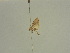  ( - BC ZSM Lep 52131)  @12 [ ] CreativeCommons - Attribution Non-Commercial Share-Alike (2011) Axel Hausmann/Bavarian State Collection of Zoology (ZSM) SNSB, Zoologische Staatssammlung Muenchen