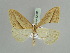 ( - BC ZSM Lep 52303)  @11 [ ] CreativeCommons - Attribution Non-Commercial Share-Alike (2011) Axel Hausmann/Bavarian State Collection of Zoology (ZSM) SNSB, Zoologische Staatssammlung Muenchen