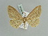  (Scopula kagiata - BC ZSM Lep 52315)  @12 [ ] CreativeCommons - Attribution Non-Commercial Share-Alike (2011) Axel Hausmann/Bavarian State Collection of Zoology (ZSM) SNSB, Zoologische Staatssammlung Muenchen