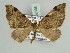 ( - BC ZSM Lep 52336)  @11 [ ] CreativeCommons - Attribution Non-Commercial Share-Alike (2011) Axel Hausmann/Bavarian State Collection of Zoology (ZSM) SNSB, Zoologische Staatssammlung Muenchen