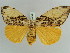  (Locharna strigipennis - BC ZSM Lep 52348)  @13 [ ] CreativeCommons - Attribution Non-Commercial Share-Alike (2011) Axel Hausmann/Bavarian State Collection of Zoology (ZSM) SNSB, Zoologische Staatssammlung Muenchen