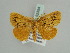  ( - BC ZSM Lep 52354)  @11 [ ] CreativeCommons - Attribution Non-Commercial Share-Alike (2011) Axel Hausmann/Bavarian State Collection of Zoology (ZSM) SNSB, Zoologische Staatssammlung Muenchen