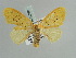  ( - BC ZSM Lep 52360)  @11 [ ] CreativeCommons - Attribution Non-Commercial Share-Alike (2011) Axel Hausmann/Bavarian State Collection of Zoology (ZSM) SNSB, Zoologische Staatssammlung Muenchen