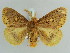  ( - BC ZSM Lep 52367)  @14 [ ] CreativeCommons - Attribution Non-Commercial Share-Alike (2011) Axel Hausmann/Bavarian State Collection of Zoology (ZSM) SNSB, Zoologische Staatssammlung Muenchen