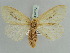  (Pantana ochripalpis - BC ZSM Lep 52372)  @11 [ ] CreativeCommons - Attribution Non-Commercial Share-Alike (2011) Axel Hausmann/Bavarian State Collection of Zoology (ZSM) SNSB, Zoologische Staatssammlung Muenchen