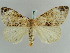  (Pida - BC ZSM Lep 52375)  @13 [ ] CreativeCommons - Attribution Non-Commercial Share-Alike (2011) Axel Hausmann/Bavarian State Collection of Zoology (ZSM) SNSB, Zoologische Staatssammlung Muenchen