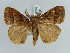  (Cifuna - BC ZSM Lep 52376)  @14 [ ] CreativeCommons - Attribution Non-Commercial Share-Alike (2011) Axel Hausmann/Bavarian State Collection of Zoology (ZSM) SNSB, Zoologische Staatssammlung Muenchen