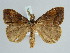  ( - BC ZSM Lep 52378)  @11 [ ] CreativeCommons - Attribution Non-Commercial Share-Alike (2011) Axel Hausmann/Bavarian State Collection of Zoology (ZSM) SNSB, Zoologische Staatssammlung Muenchen