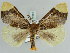  (Pida postalba - BC ZSM Lep 52384)  @13 [ ] CreativeCommons - Attribution Non-Commercial Share-Alike (2011) Axel Hausmann/Bavarian State Collection of Zoology (ZSM) SNSB, Zoologische Staatssammlung Muenchen