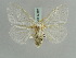  (Leucoma clara - BC ZSM Lep 52389)  @11 [ ] CreativeCommons - Attribution Non-Commercial Share-Alike (2011) Axel Hausmann/Bavarian State Collection of Zoology (ZSM) SNSB, Zoologische Staatssammlung Muenchen