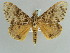  (Lymantria mathura subpallida - BC ZSM Lep 52393)  @11 [ ] CreativeCommons - Attribution Non-Commercial Share-Alike (2011) Axel Hausmann/Bavarian State Collection of Zoology (ZSM) SNSB, Zoologische Staatssammlung Muenchen