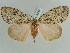  (Lymantria grisea - BC ZSM Lep 52394)  @15 [ ] CreativeCommons - Attribution Non-Commercial Share-Alike (2011) Axel Hausmann/Bavarian State Collection of Zoology (ZSM) SNSB, Zoologische Staatssammlung Muenchen