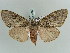  (Lymantria umbrifera - BC ZSM Lep 52396)  @14 [ ] CreativeCommons - Attribution Non-Commercial Share-Alike (2011) Axel Hausmann/Bavarian State Collection of Zoology (ZSM) SNSB, Zoologische Staatssammlung Muenchen