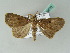 ( - BC ZSM Lep 53583)  @12 [ ] CreativeCommons - Attribution Non-Commercial Share-Alike (2011) Axel Hausmann/Bavarian State Collection of Zoology (ZSM) SNSB, Zoologische Staatssammlung Muenchen