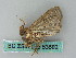  ( - BC ZSM Lep 53583)  @12 [ ] CreativeCommons - Attribution Non-Commercial Share-Alike (2011) Axel Hausmann/Bavarian State Collection of Zoology (ZSM) SNSB, Zoologische Staatssammlung Muenchen