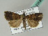  ( - BC ZSM Lep 53589)  @13 [ ] CreativeCommons - Attribution Non-Commercial Share-Alike (2011) Axel Hausmann/Bavarian State Collection of Zoology (ZSM) SNSB, Zoologische Staatssammlung Muenchen