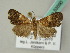  (Hydrillodes erythusalis - BC ZSM Lep 53590)  @14 [ ] CreativeCommons - Attribution Non-Commercial Share-Alike (2011) Axel Hausmann/Bavarian State Collection of Zoology (ZSM) SNSB, Zoologische Staatssammlung Muenchen