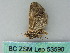  ( - BC ZSM Lep 53590)  @13 [ ] CreativeCommons - Attribution Non-Commercial Share-Alike (2011) Axel Hausmann/Bavarian State Collection of Zoology (ZSM) SNSB, Zoologische Staatssammlung Muenchen