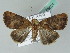  ( - BC ZSM Lep 53621)  @13 [ ] CreativeCommons - Attribution Non-Commercial Share-Alike (2011) Axel Hausmann/Bavarian State Collection of Zoology (ZSM) SNSB, Zoologische Staatssammlung Muenchen