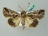  ( - BC ZSM Lep 53624)  @12 [ ] CreativeCommons - Attribution Non-Commercial Share-Alike (2011) Axel Hausmann/Bavarian State Collection of Zoology (ZSM) SNSB, Zoologische Staatssammlung Muenchen