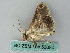  ( - BC ZSM Lep 53624)  @12 [ ] CreativeCommons - Attribution Non-Commercial Share-Alike (2011) Axel Hausmann/Bavarian State Collection of Zoology (ZSM) SNSB, Zoologische Staatssammlung Muenchen