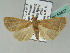  (Simplicia cornicalis - BC ZSM Lep 53627)  @15 [ ] CreativeCommons - Attribution Non-Commercial Share-Alike (2011) Axel Hausmann/Bavarian State Collection of Zoology (ZSM) SNSB, Zoologische Staatssammlung Muenchen