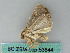  ( - BC ZSM Lep 53644)  @12 [ ] CreativeCommons - Attribution Non-Commercial Share-Alike (2011) Axel Hausmann/Bavarian State Collection of Zoology (ZSM) SNSB, Zoologische Staatssammlung Muenchen