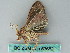  ( - BC ZSM Lep 53652)  @12 [ ] CreativeCommons - Attribution Non-Commercial Share-Alike (2011) Axel Hausmann/Bavarian State Collection of Zoology (ZSM) SNSB, Zoologische Staatssammlung Muenchen