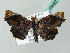  (Chrysograpta - BC ZSM Lep 53662)  @13 [ ] CreativeCommons - Attribution Non-Commercial Share-Alike (2011) Axel Hausmann/Bavarian State Collection of Zoology (ZSM) SNSB, Zoologische Staatssammlung Muenchen