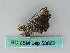  ( - BC ZSM Lep 53662)  @12 [ ] CreativeCommons - Attribution Non-Commercial Share-Alike (2011) Axel Hausmann/Bavarian State Collection of Zoology (ZSM) SNSB, Zoologische Staatssammlung Muenchen