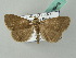  (Simplicia xanthoma - BC ZSM Lep 53669)  @14 [ ] CreativeCommons - Attribution Non-Commercial Share-Alike (2011) Axel Hausmann/Bavarian State Collection of Zoology (ZSM) SNSB, Zoologische Staatssammlung Muenchen