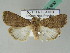  ( - BC ZSM Lep 53680)  @14 [ ] CreativeCommons - Attribution Non-Commercial Share-Alike (2011) Axel Hausmann/Bavarian State Collection of Zoology (ZSM) SNSB, Zoologische Staatssammlung Muenchen