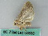  ( - BC ZSM Lep 53680)  @12 [ ] CreativeCommons - Attribution Non-Commercial Share-Alike (2011) Axel Hausmann/Bavarian State Collection of Zoology (ZSM) SNSB, Zoologische Staatssammlung Muenchen