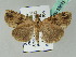  ( - BC ZSM Lep 53698)  @14 [ ] CreativeCommons - Attribution Non-Commercial Share-Alike (2011) Axel Hausmann/Bavarian State Collection of Zoology (ZSM) SNSB, Zoologische Staatssammlung Muenchen