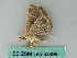  ( - BC ZSM Lep 53698)  @13 [ ] CreativeCommons - Attribution Non-Commercial Share-Alike (2011) Axel Hausmann/Bavarian State Collection of Zoology (ZSM) SNSB, Zoologische Staatssammlung Muenchen