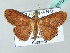  ( - BC ZSM Lep 53704)  @13 [ ] CreativeCommons - Attribution Non-Commercial Share-Alike (2011) Axel Hausmann/Bavarian State Collection of Zoology (ZSM) SNSB, Zoologische Staatssammlung Muenchen