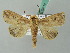  ( - BC ZSM Lep 53719)  @14 [ ] CreativeCommons - Attribution Non-Commercial Share-Alike (2011) Axel Hausmann/Bavarian State Collection of Zoology (ZSM) SNSB, Zoologische Staatssammlung Muenchen