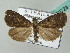  ( - BC ZSM Lep 53723)  @14 [ ] CreativeCommons - Attribution Non-Commercial Share-Alike (2011) Axel Hausmann/Bavarian State Collection of Zoology (ZSM) SNSB, Zoologische Staatssammlung Muenchen