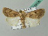  ( - BC ZSM Lep 53726)  @14 [ ] CreativeCommons - Attribution Non-Commercial Share-Alike (2011) Axel Hausmann/Bavarian State Collection of Zoology (ZSM) SNSB, Zoologische Staatssammlung Muenchen