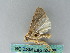 ( - BC ZSM Lep 53726)  @12 [ ] CreativeCommons - Attribution Non-Commercial Share-Alike (2011) Axel Hausmann/Bavarian State Collection of Zoology (ZSM) SNSB, Zoologische Staatssammlung Muenchen