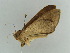  ( - BC ZSM Lep 55125)  @13 [ ] CreativeCommons - Attribution Non-Commercial Share-Alike (2011) Axel Hausmann/Bavarian State Collection of Zoology (ZSM) SNSB, Zoologische Staatssammlung Muenchen