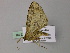  ( - BC ZSM Lep 55535)  @12 [ ] CreativeCommons - Attribution Non-Commercial Share-Alike (2011) Axel Hausmann/Bavarian State Collection of Zoology (ZSM) SNSB, Zoologische Staatssammlung Muenchen