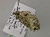  ( - BC ZSM Lep 55556)  @12 [ ] CreativeCommons - Attribution Non-Commercial Share-Alike (2011) Axel Hausmann/Bavarian State Collection of Zoology (ZSM) SNSB, Zoologische Staatssammlung Muenchen
