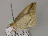  ( - BC ZSM Lep 55559)  @12 [ ] CreativeCommons - Attribution Non-Commercial Share-Alike (2011) Axel Hausmann/Bavarian State Collection of Zoology (ZSM) SNSB, Zoologische Staatssammlung Muenchen