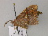  ( - BC ZSM Lep 55574)  @12 [ ] CreativeCommons - Attribution Non-Commercial Share-Alike (2011) Axel Hausmann/Bavarian State Collection of Zoology (ZSM) SNSB, Zoologische Staatssammlung Muenchen